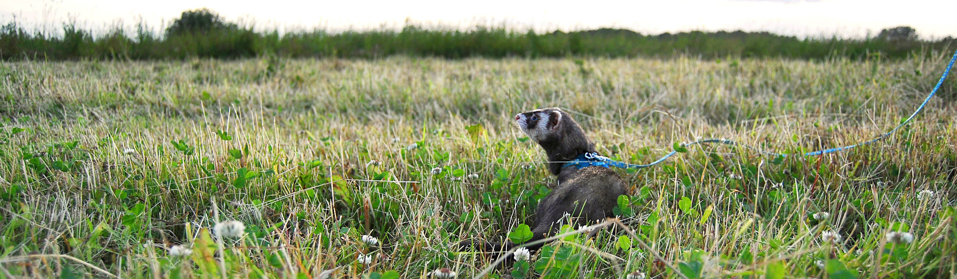 Los hurones deben pasear siguiendo ciertas precauciones (Foto: iStock)