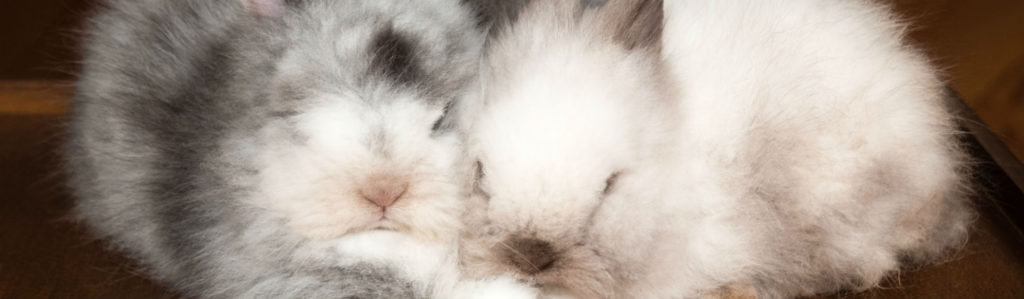 Te ayudamos a ahorrar si tienes un conejo en casa (Foto: iStock)