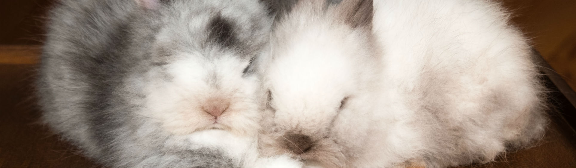 Te ayudamos a ahorrar si tienes un conejo en casa (Foto: iStock)