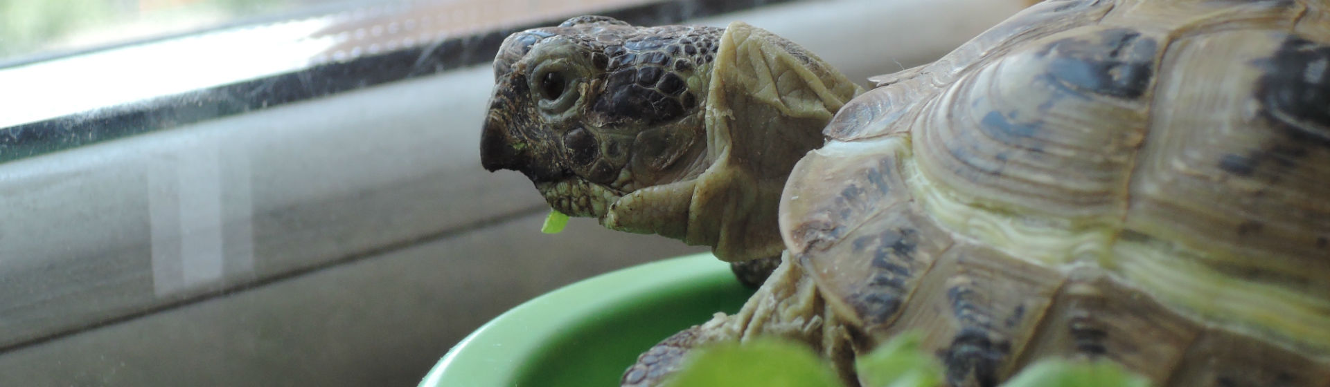 Las tortugas deben tener limpia su tortuguera (Foto: iStock)