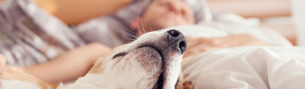 Las malas costumbres afectan a las mascotas (Foto: iStock)