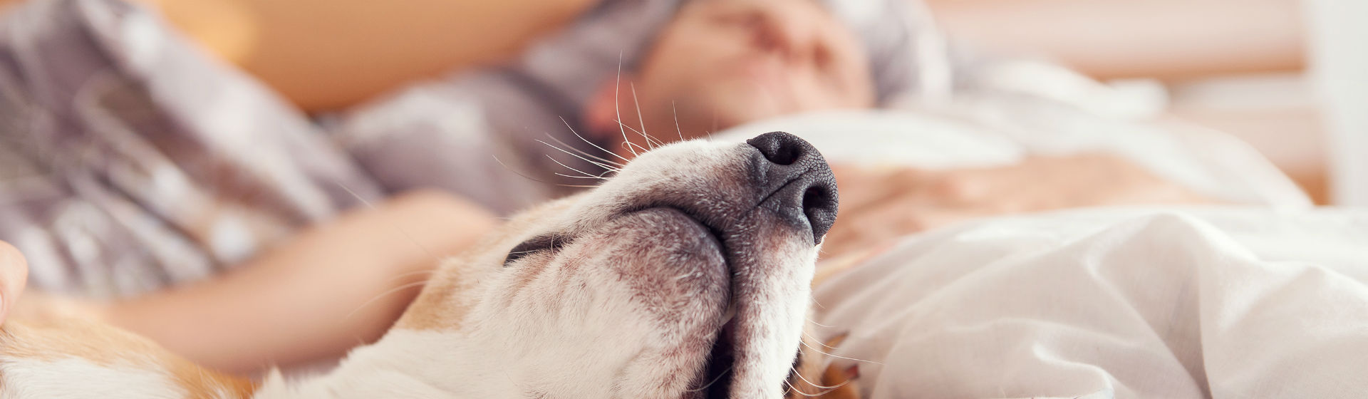 Las malas costumbres afectan a las mascotas (Foto: iStock)