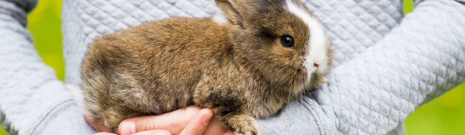 Los conejos pueden tener parásitos que dañan su salud (Foto: iStock)