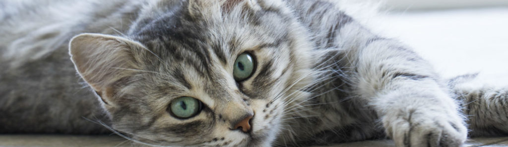 Las casas requieren de un cuidado especial si se tienen gatos (Foto: iStock)