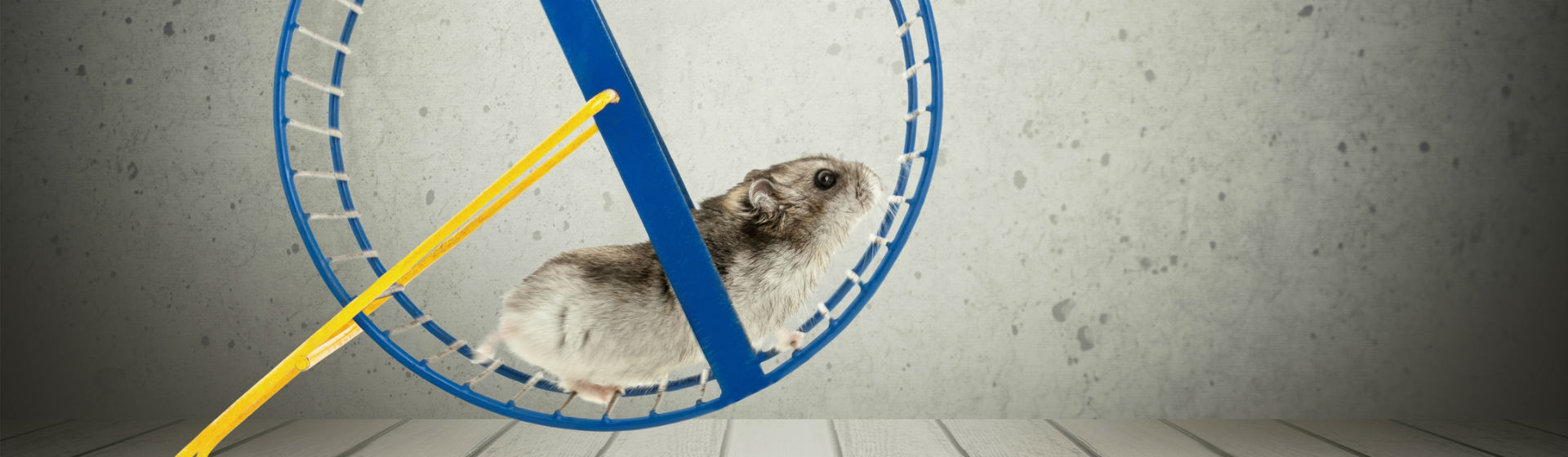 Los hámster necesitan sus cuidados (foto: iStock)