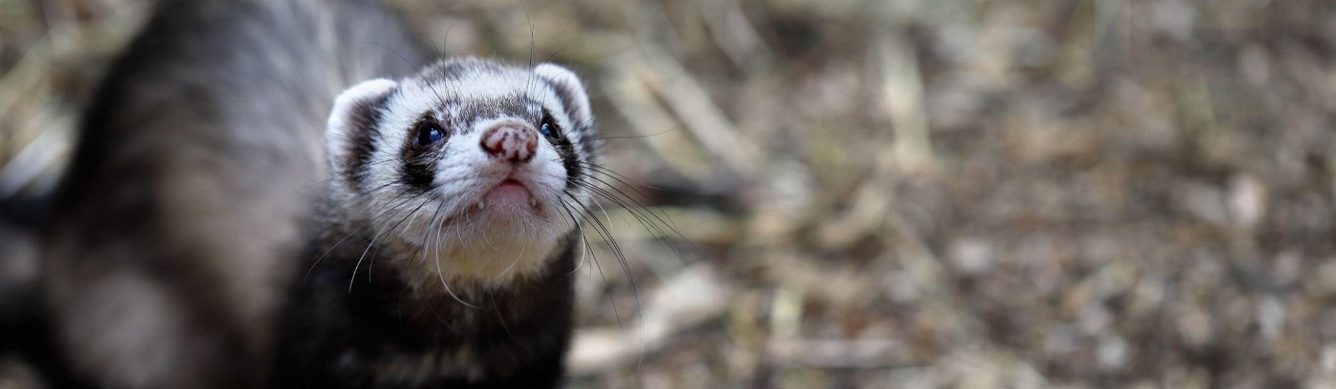 Los hurones requieren cuidados específicos (Foto: iStock)