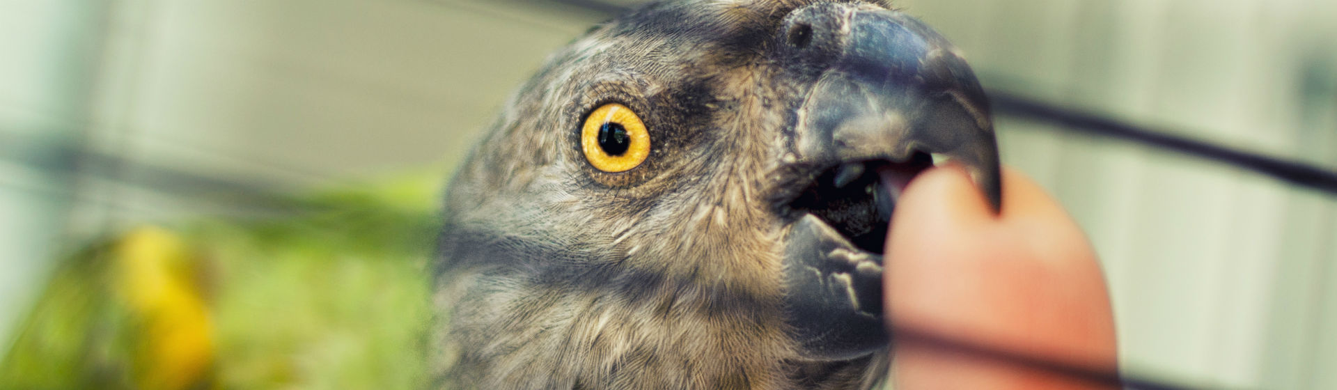 Puedes ahorrar más dinero del que crees en el cuidado de tu loro (Foto: iStock)