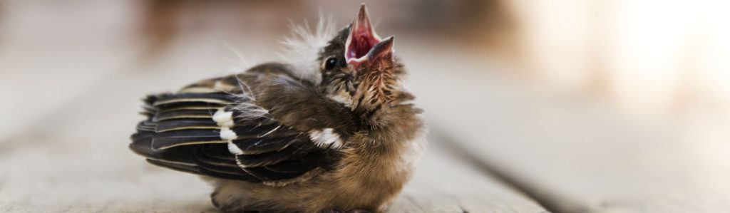 Los pájaros son animales desconfiados (Foto: iStock)