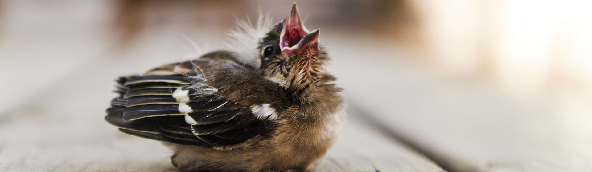 Los pájaros son animales desconfiados (Foto: iStock)