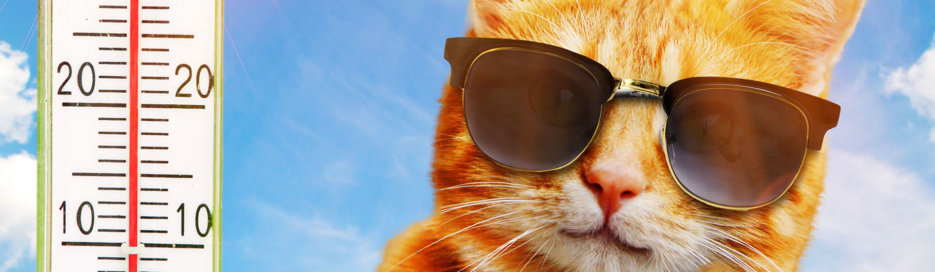 El gato sufre también consecuencias del calor (Foto: iStock)