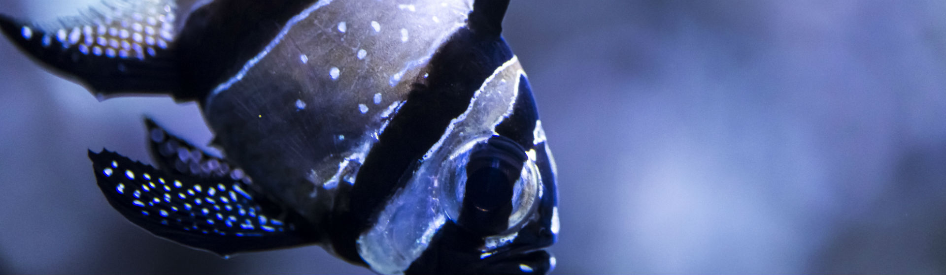 Los peces también deben cuidar su alimentación (Foto: iStock)