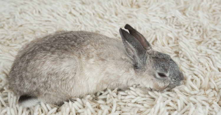 Hay determinados alimentos que puedes introducir en la dieta del conejo, consulta al veterinario (Foto: iStock)