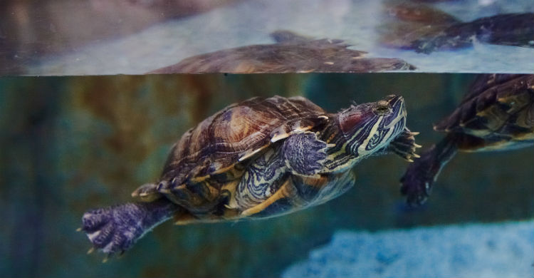 Hay que mantener su hábitat lo más limpio posible (Foto: iStock)