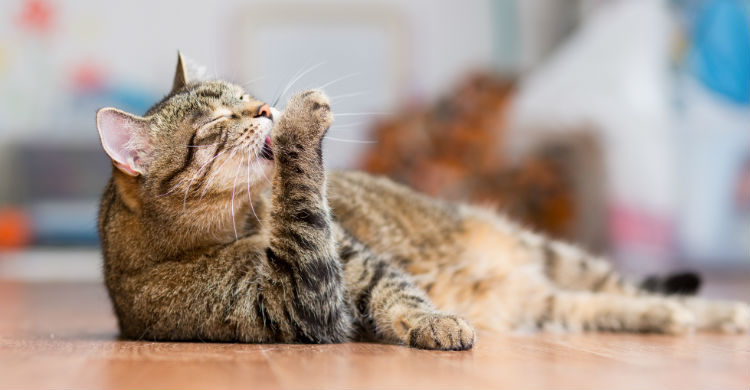 Para eliminar el mal olor hay que tomar una serie de precauciones y medidas (Foto: iStock)