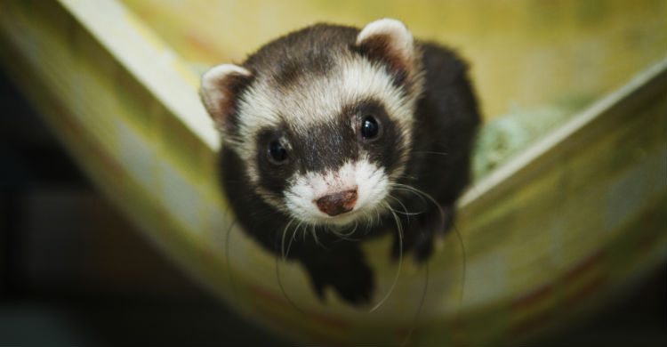 Es muy importante mantener al hurón limpio y también su hábitat (Foto: iStock)