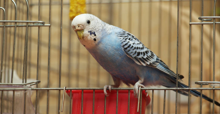 ¿Y si te animas a hacer la jaula y los juguetes del loro tú mismo? (Foto: iStock)