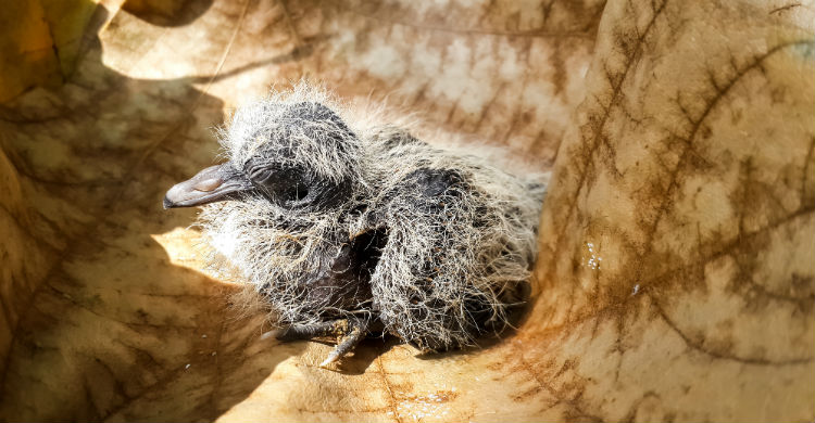 Vigila si está o no la madre del pájaro herido porque puede mostrarse agresiva contigo (Foto: iStock)