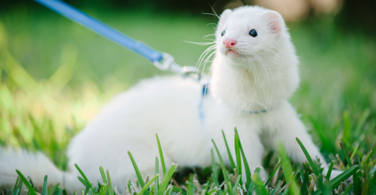 Vigila bien qué come y qué movimientos hace (Foto: iStock)