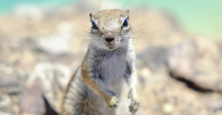 La mayoría de hembras son fértiles alrededor del momento en el que cumplen su primer año de vida (Foto: iStock)