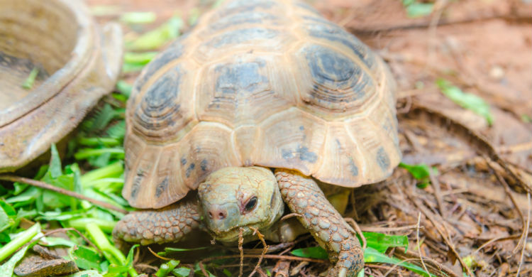 Los restos de comida y suciedad se acumulan, no dejes que eso ocurra (Foto: iStock)
