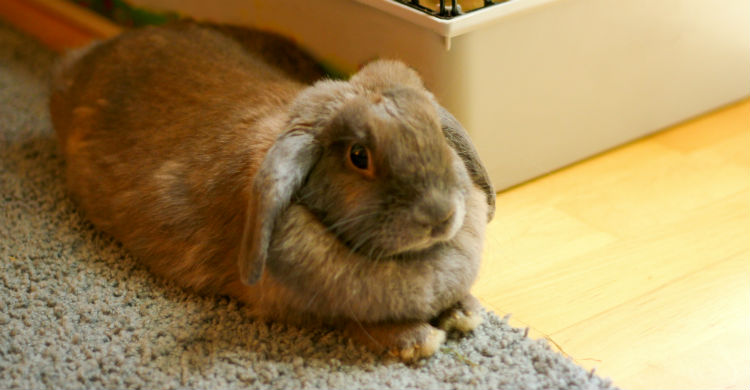 Un ambiente estable y cariñoso es lo mejor para cualquier mascota (Foto: iStock)