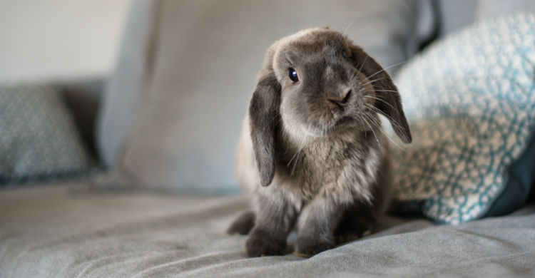 Hay que desparasitar muy bien a tu mascota para evitar enfermedades graves (Foto: iStock)