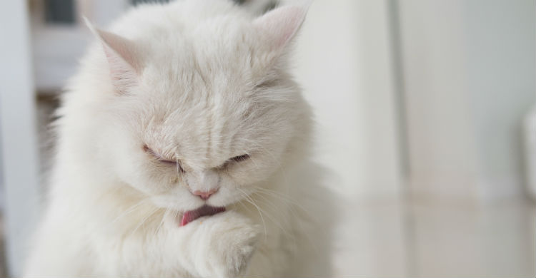 La limpieza del animal es fundamental para evitar malos olores (Foto: iStock)