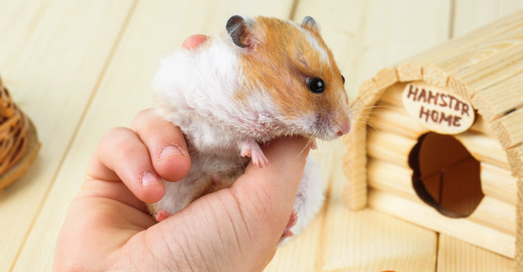 La salud del animal también deberías tenerla en cuenta en la partida de gastos (Foto: iStock)
