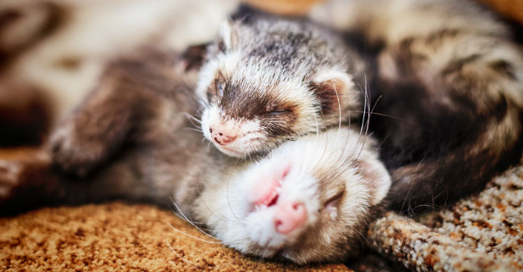 Que mantengan una temperatura corporal adecuada y se alimenten bien es imprescindible (Foto: iStock)