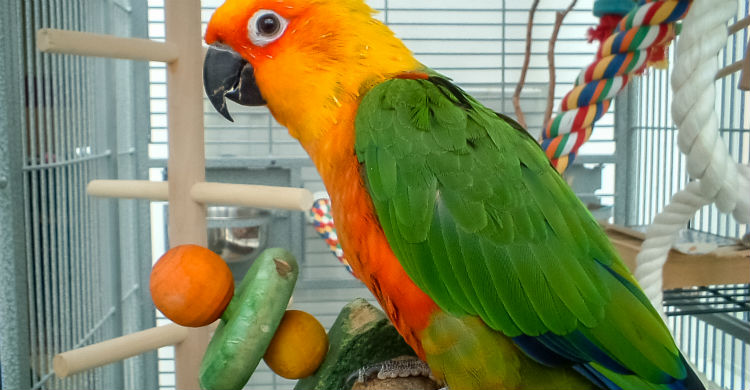 La alimentación del loro puede ser muy variada (Foto: iStock)