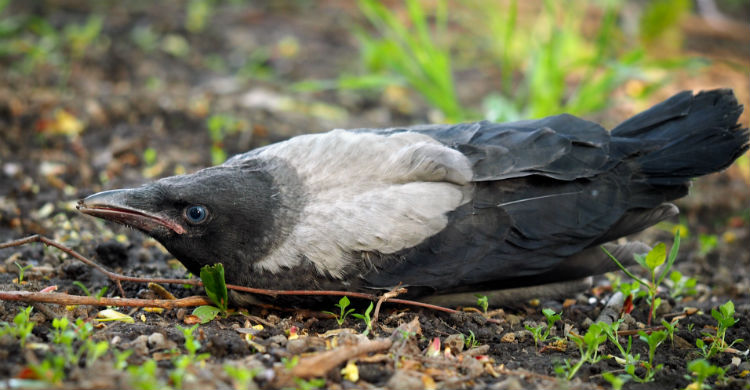Mantén la distancia y nos les presiones para comer ni hacer determinados movimientos (Foto: iStock)