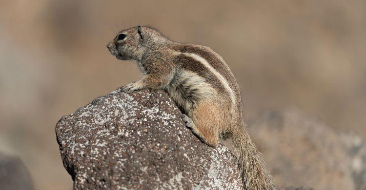 Las hembras cambian su comportamiento en dicho período al percibir los sonidos y sobre todo los olores (Foto: iStock)