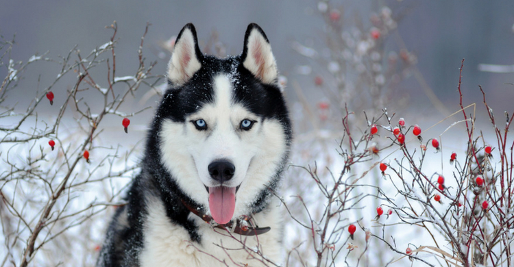 Hay más casos similares de perros que salvan a niños (Istock)