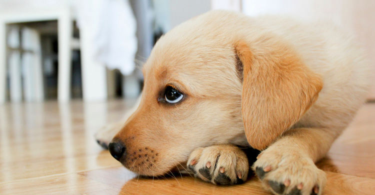 Utiliza un champú específico (Istock)