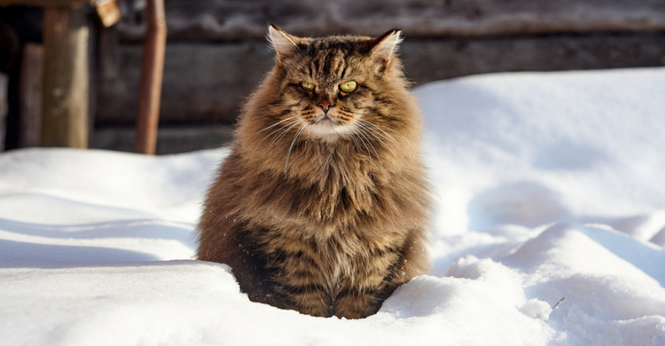 Lo mejor es optar por las razas que producen menos cantidad de esta proteína (Istock)