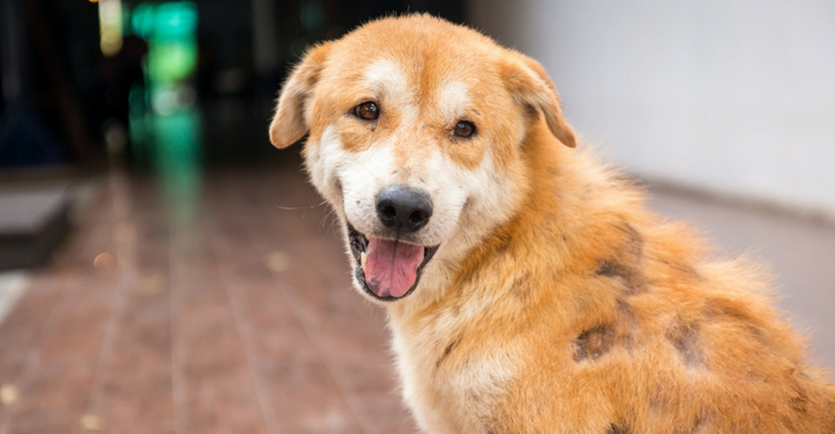 Ante cualquier duda consulta a tu veterinario (Istock)