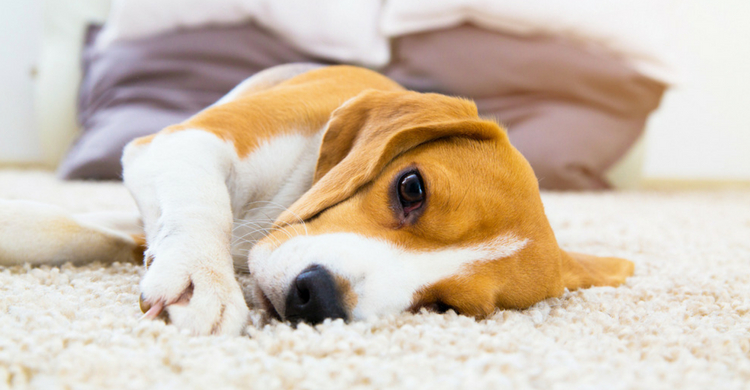 Estará más cansado de lo normal (Istock)