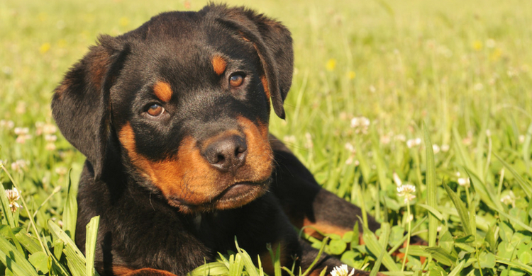 A pesar delo que se pueda pensar, son perros muy cariñosos (Istock)