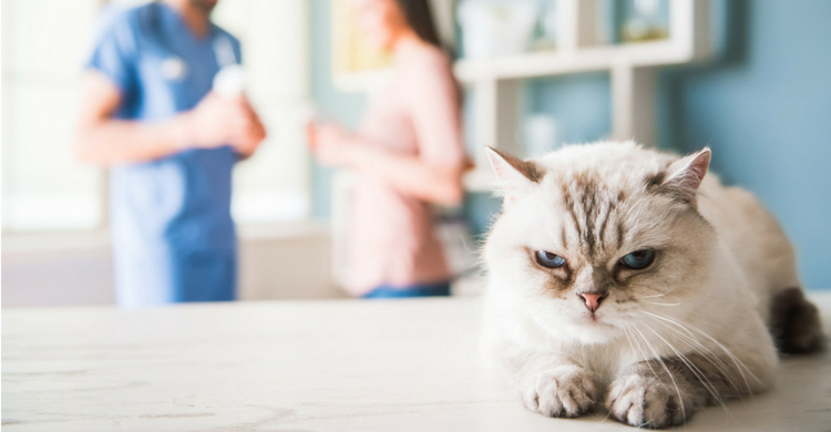 Las alergias a los gatos la provoca la proteína Fel d1 (Istock)