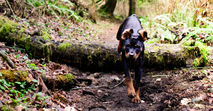 Necesitan mucho ejercicio (Istock)