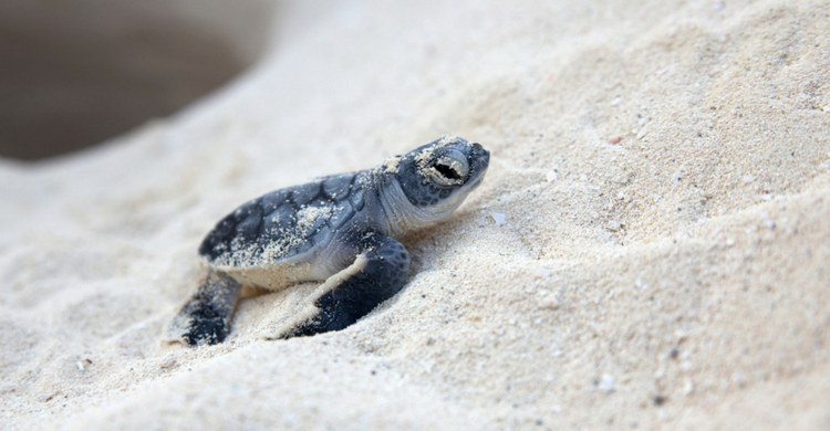 A simple vista resulta difícil diferenciarlas (Istock)