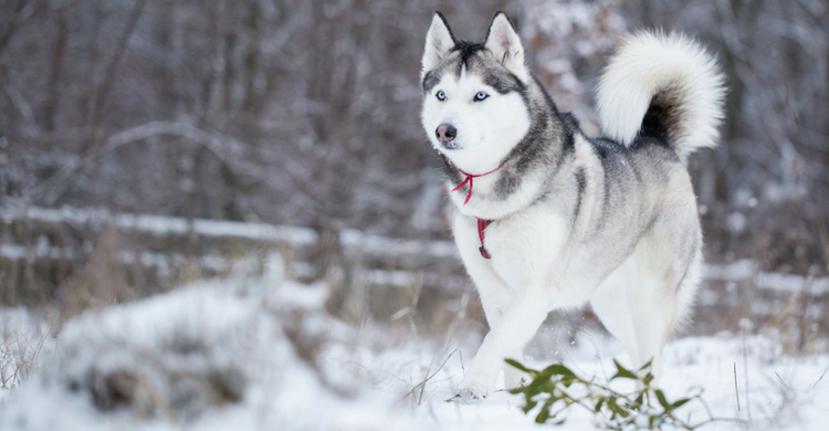 Sus orígenes se remontan a Siberia y Alaska