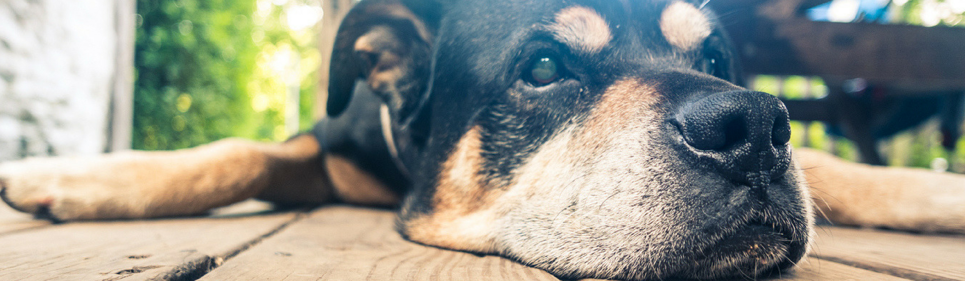 10 curiosidades sobre el rottweiler americano que debes conocer (Istock)