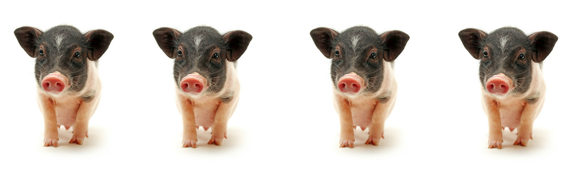 Los 6 vídeos más graciosos de cerdos vietnamitas (Istock)