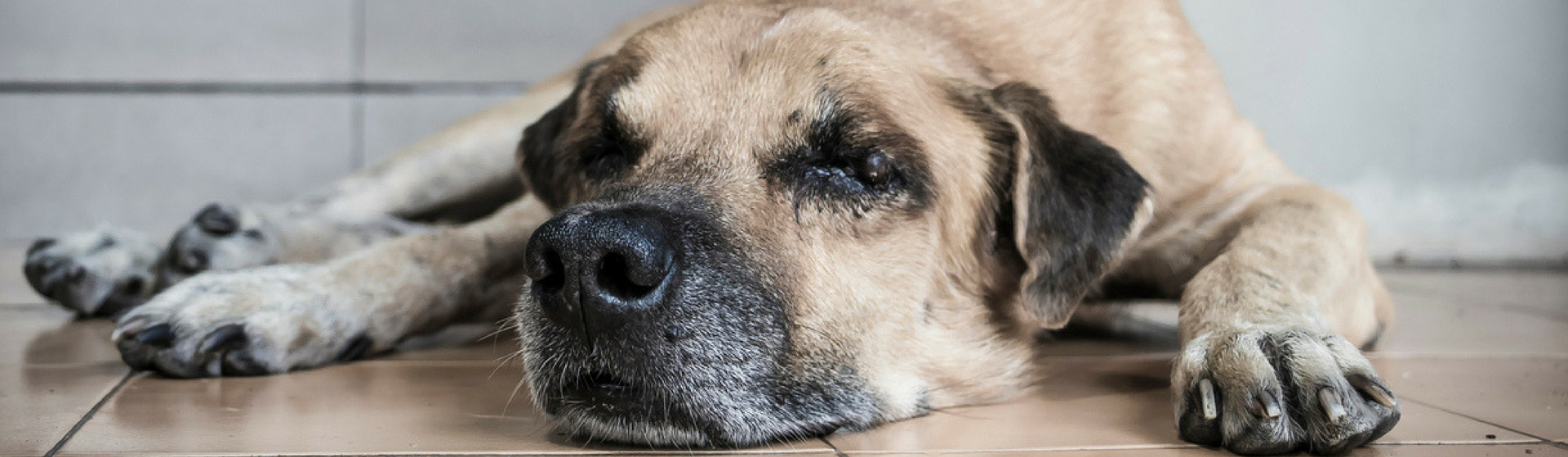 Cómo detectar y tratar la sarna en perros (Istock)