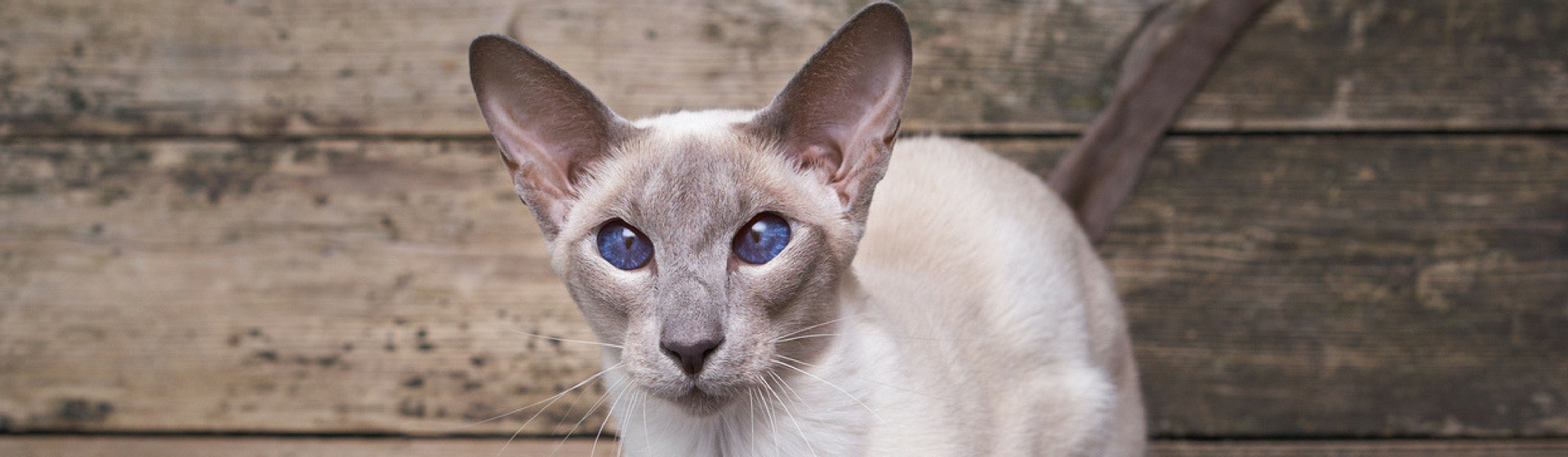 Las 6 razas de gato más hipoalergénicas (Istock)