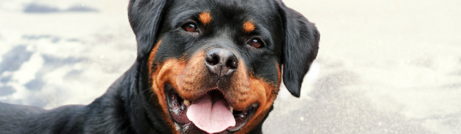 Descubre la historia del perro que salvó la vida de un niño abandonado (Istock)