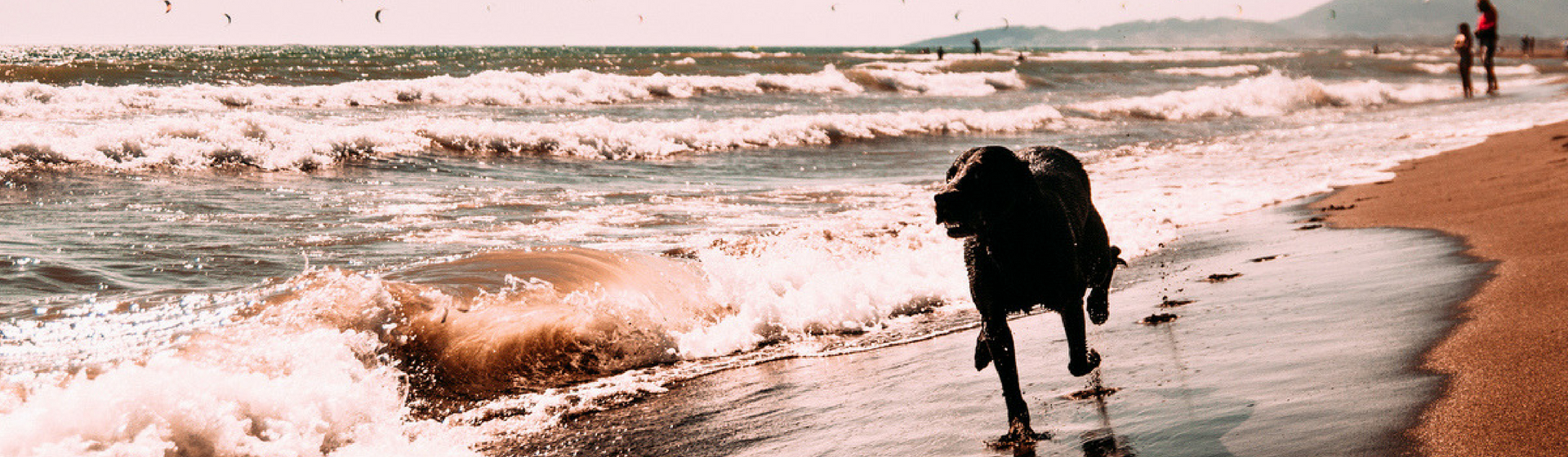 5 riesgos de llevar a tu perro a la playa (Istock)