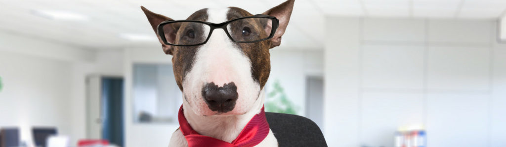 6 ventajas de llevar a tu mascota al trabajo (Istock)