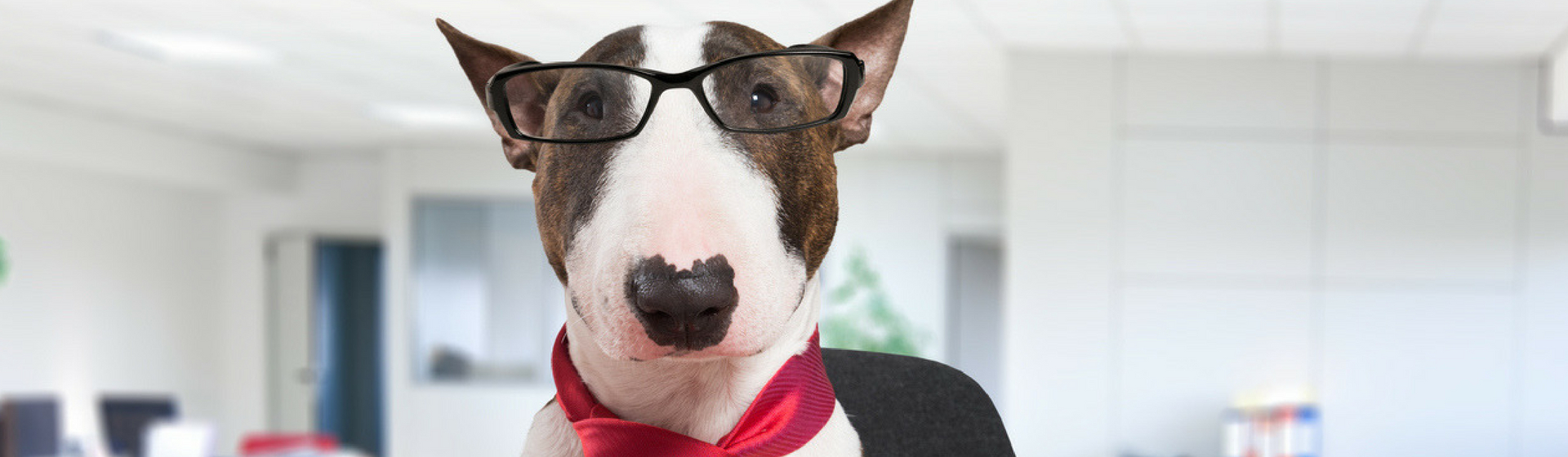 6 ventajas de llevar a tu mascota al trabajo (Istock)